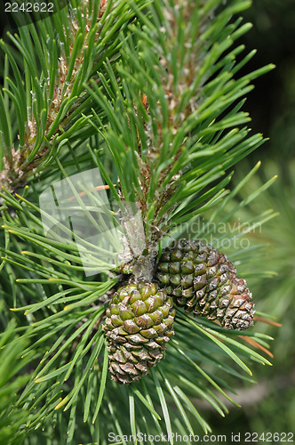 Image of Sprig of pine with cones