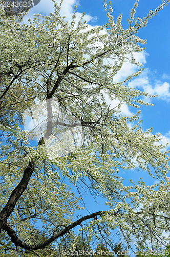 Image of Flowering tree