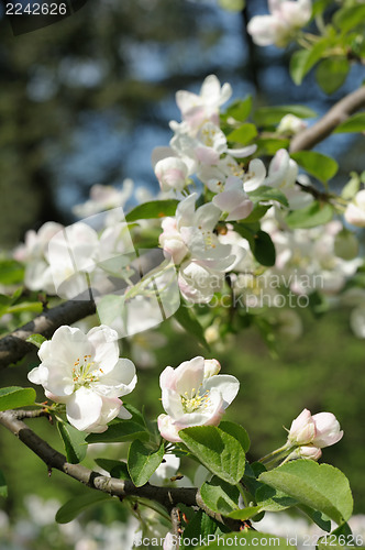 Image of Branch of blossoming apple