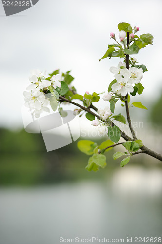 Image of Branch of blossoming apple above the lake