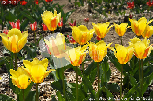 Image of flowering tulips