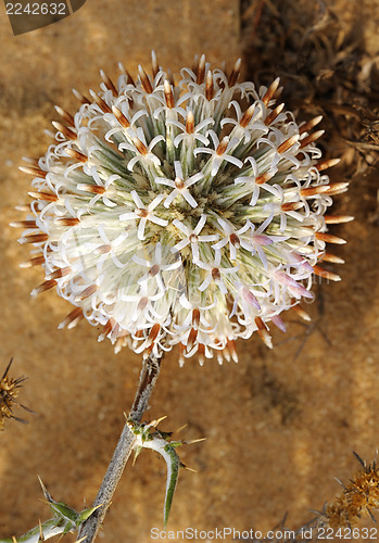 Image of Blossoming thorn in Israel
