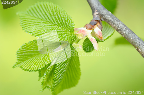 Image of Hazel leaves in spring