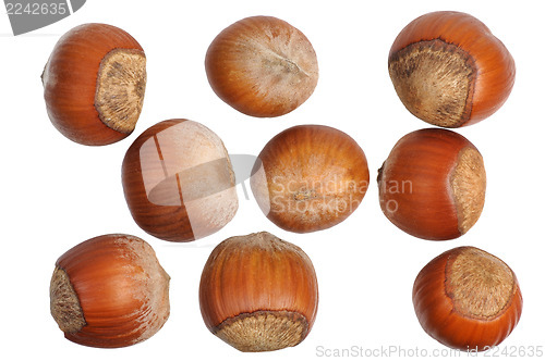 Image of Hazelnuts, isolated