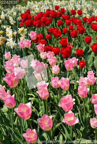 Image of flowering tulips