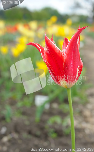 Image of flowering tulips