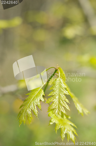 Image of Oak branch in spring