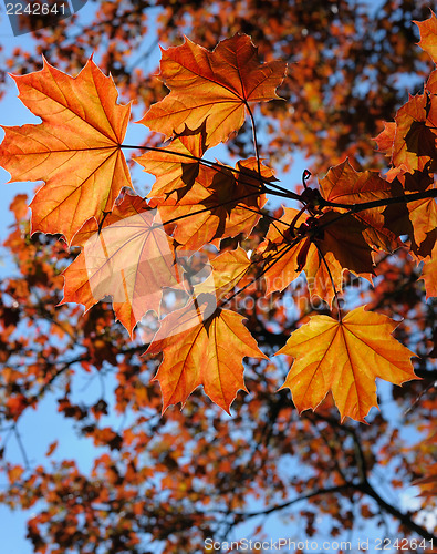 Image of Red maple leaves