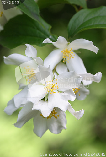 Image of Mock-Orange flowers