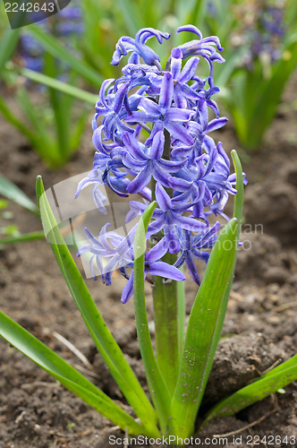 Image of flowering hyacinth