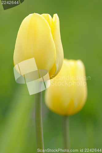 Image of flowering tulips