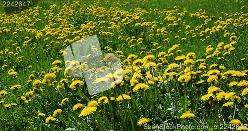 Image of flowering dandelions