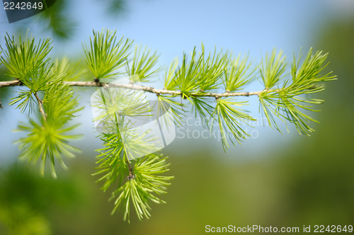 Image of The branch of larch in the spring