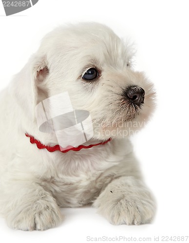 Image of white schnauzer puppy