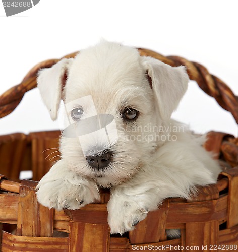 Image of white schnauzer puppy