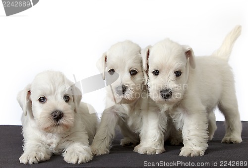 Image of white schnauzer puppies