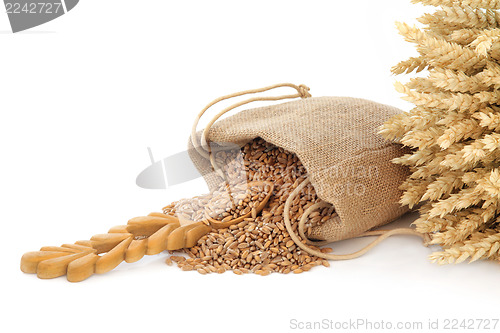 Image of Wheat Grain