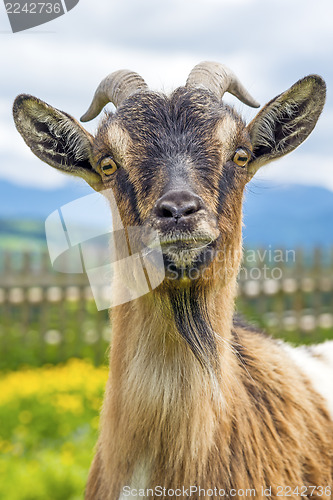 Image of Bavarian goat
