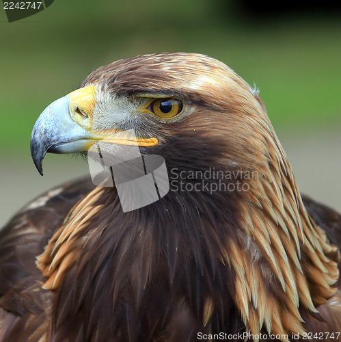 Image of The head of Golden Eagle