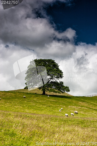 Image of On the pasture in Sedbergh