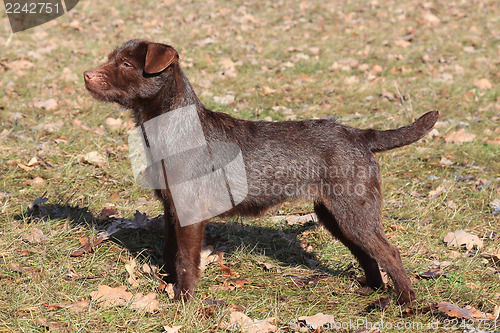 Image of Patterdale Terrier /Wire/  in the park 