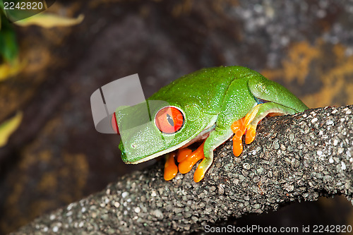 Image of Tree frog