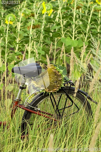 Image of bicycle