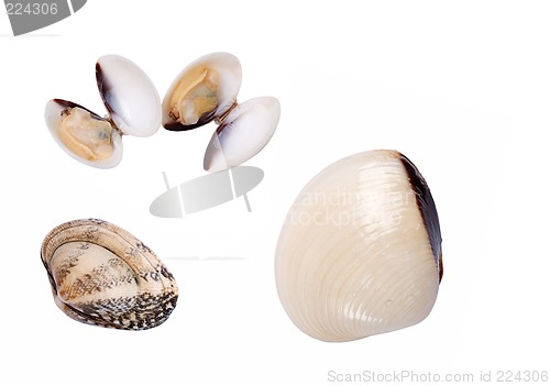 Image of Shells