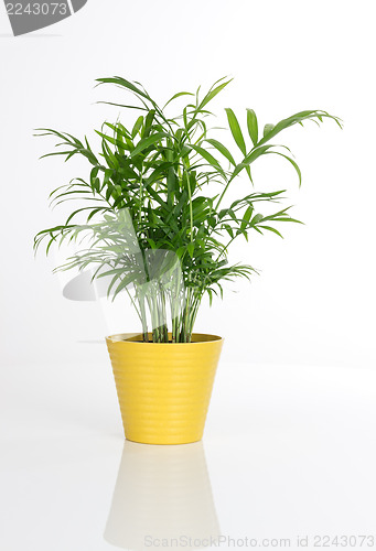 Image of Beautiful plant in a yellow pot