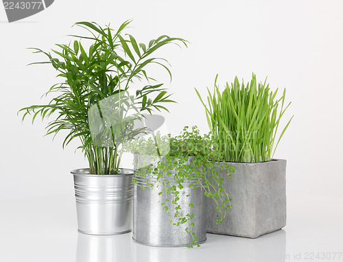 Image of Beautiful plants in metal pots