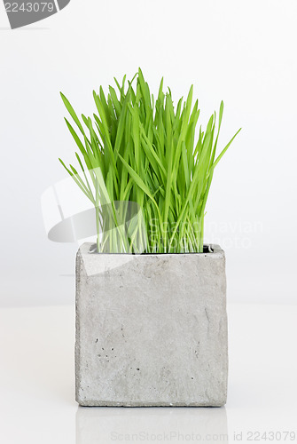 Image of Wheatgrass growing in concrete pot