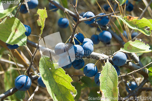 Image of sloe