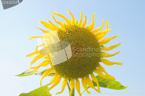 Image of ripe sunflower