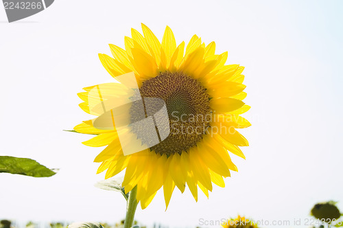 Image of yellow ripe sunflower