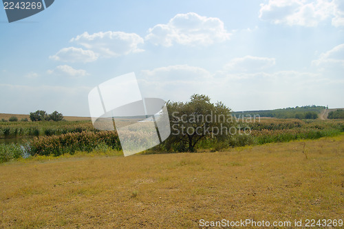 Image of reeded lake