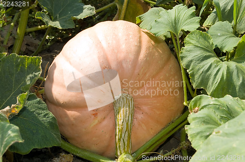 Image of pumpkin