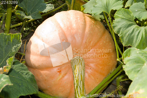 Image of ripe pumpkin