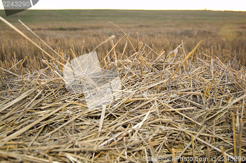 Image of straw on sunset