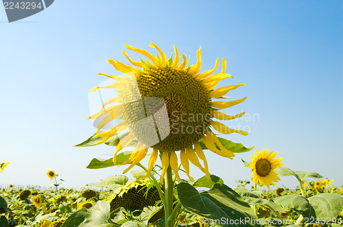 Image of head of sunflower