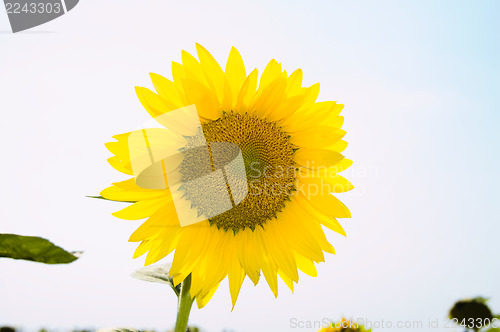 Image of yellow sunflower