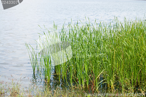 Image of reeded bank