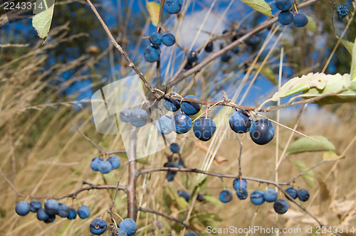 Image of bush sloe