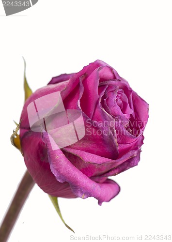 Image of Pink roses