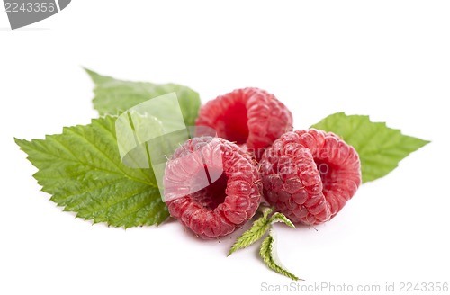 Image of Ripe raspberry with green leaf