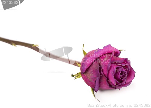 Image of Pink roses