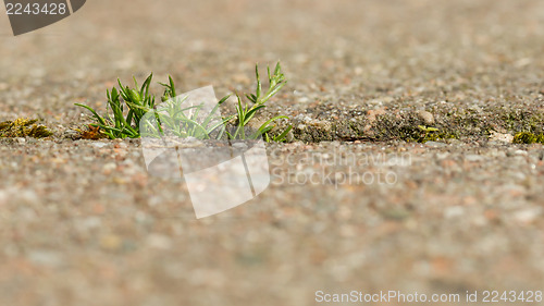 Image of Grass growing on the pavement