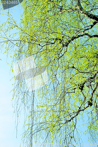 Image of Spring branches