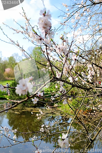 Image of Japanese cherry tree (sakura) in blossom