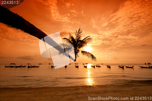 Image of Sunset with palm and boats on tropical beach