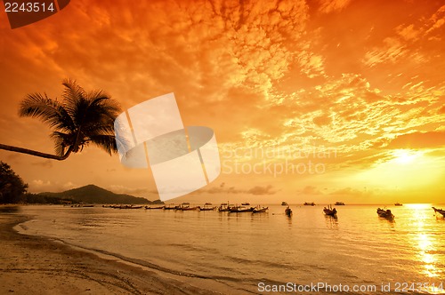 Image of Sunset with palm and boats on tropical beach